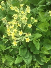 Primula vulgaris