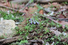 Corydalis lineariloba