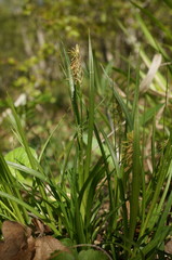 Carex depauperata