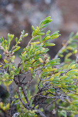 Salsola divaricata