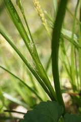 Carex depauperata