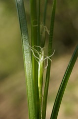 Carex depauperata