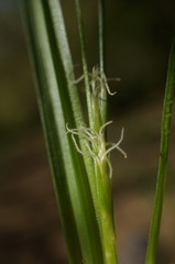 Carex depauperata