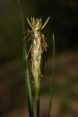 Carex depauperata