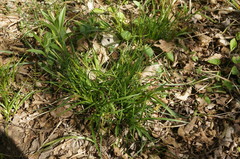 Carex depauperata