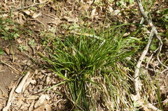 Carex depauperata