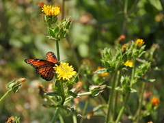 Danaus eresimus montezuma