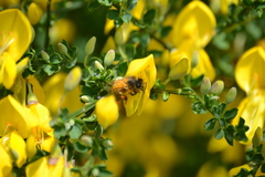 Apis mellifera