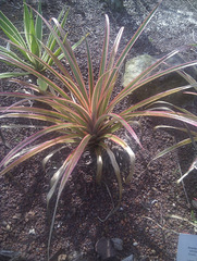 Ananas comosus bracteatus