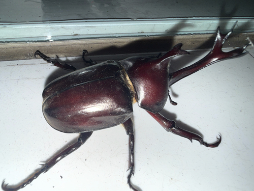Trypoxylus dichotomus dichotomus