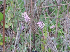 Silene bellidifolia