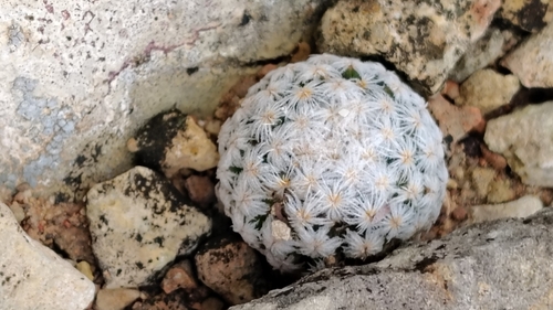 Mammillaria lasiacantha lasiacantha