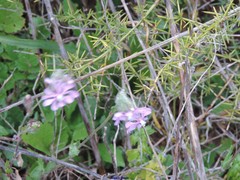 Silene bellidifolia