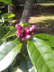 Strophanthus gratus