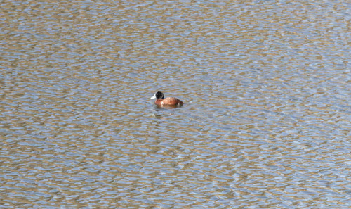 iNaturalist image
