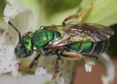 Augochloropsis humeralis