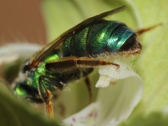 Augochloropsis humeralis