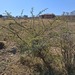 Acacia gerrardii