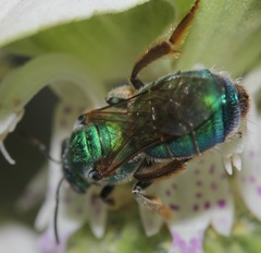 Augochloropsis humeralis