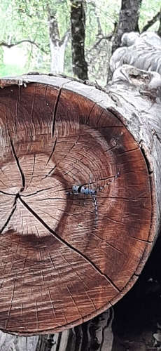Alpine longhorn Rosalia