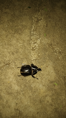 Siamese Rhinoceros Beetle