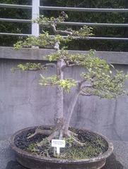 Wrightia religiosa