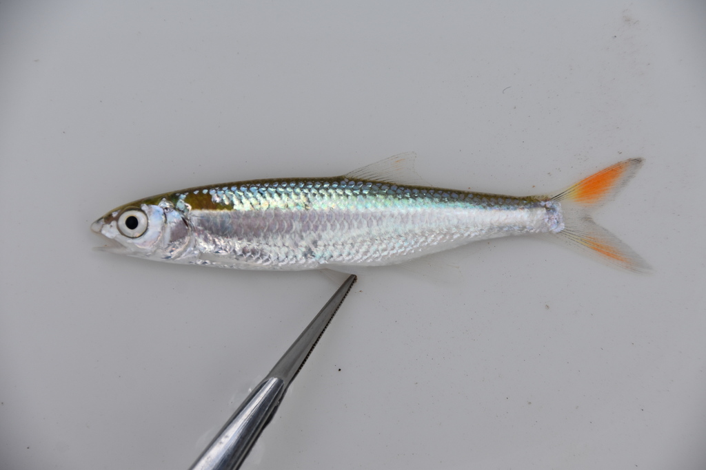 Nigerian pike barb (Raiamas nigeriensis) — Cyprinidae