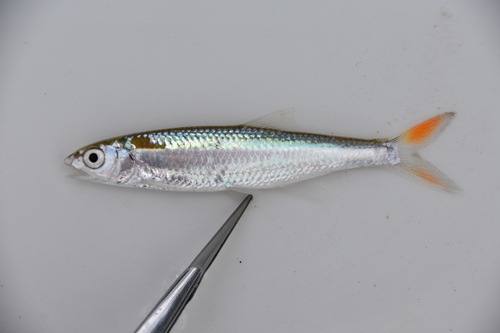 Nigeriaanse snoekbarbeel (Raiamas nigeriensis) — Cyprinidae