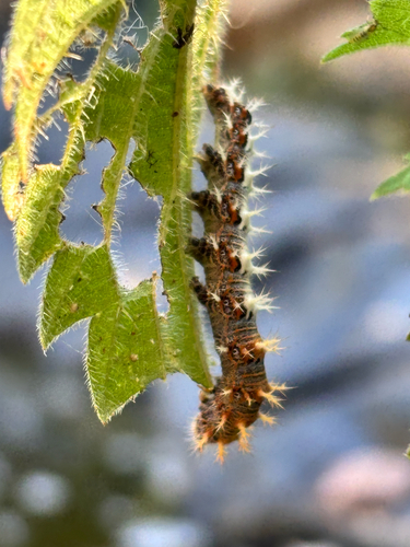 European Comma
