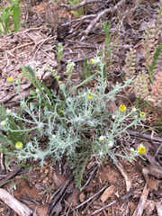 Xanthisma spinulosum spinulosum