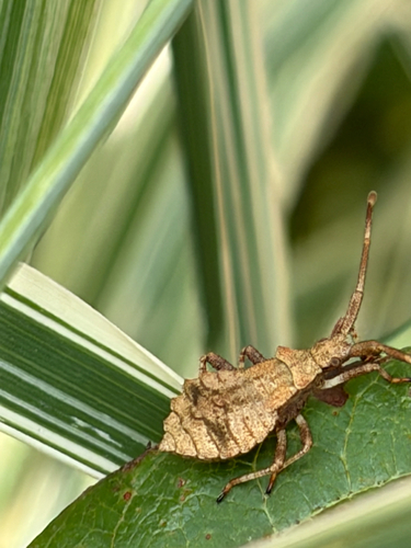 Dock Bug