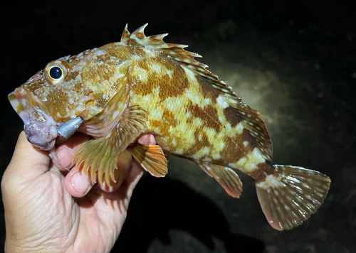 Common rockfish (Sebastiscus marmoratus) — Sebastidae — 3