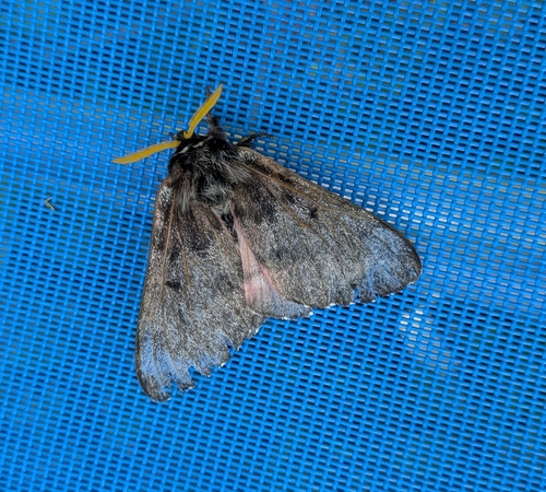 Pandora Pinemoth photo 6