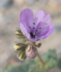 Phacelia calthifolia