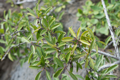 Rhamnus crenulata