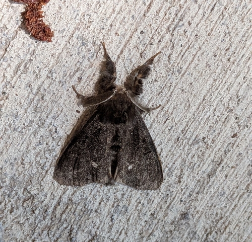 Grizzled Tussock Moth photo 5