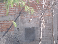 Pyrocephalus rubinus