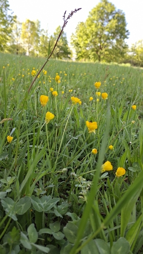 Ranunculus bulbosus, photograph 2