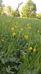 Ranunculus bulbosus, photograph (c) Julia Collet, some rights reserved (CC BY)