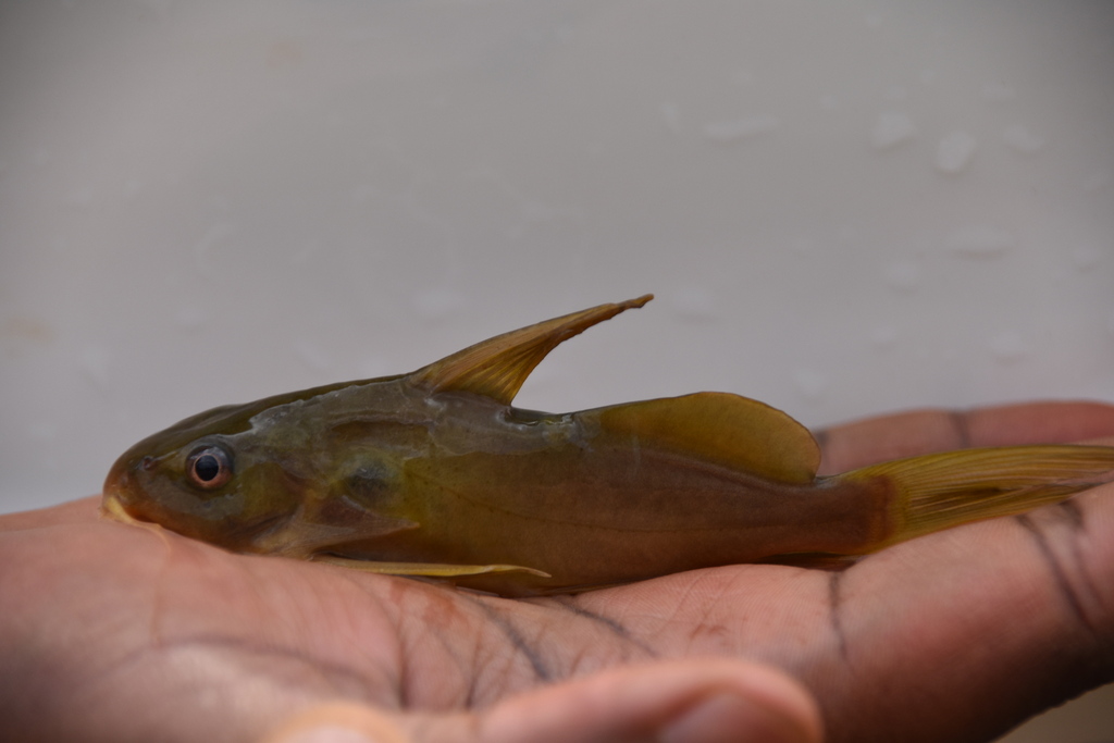 Wahrindi (Synodontis schall) — Mochokidae