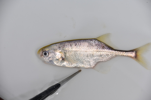Mormyrids (Petrocephalus bovei) — Mormyridae — 5