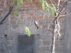 Pyrocephalus rubinus