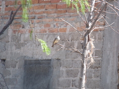 Pyrocephalus rubinus