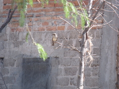 Pyrocephalus rubinus