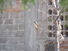 Pyrocephalus rubinus