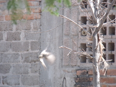 Pyrocephalus rubinus