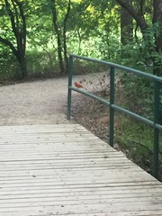 Cardinalis cardinalis