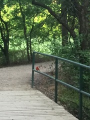 Cardinalis cardinalis