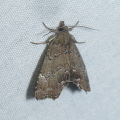 Cutina aluticolor