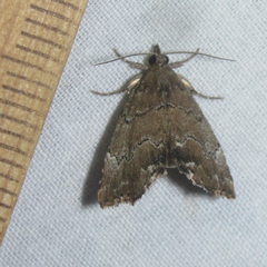 Cutina aluticolor